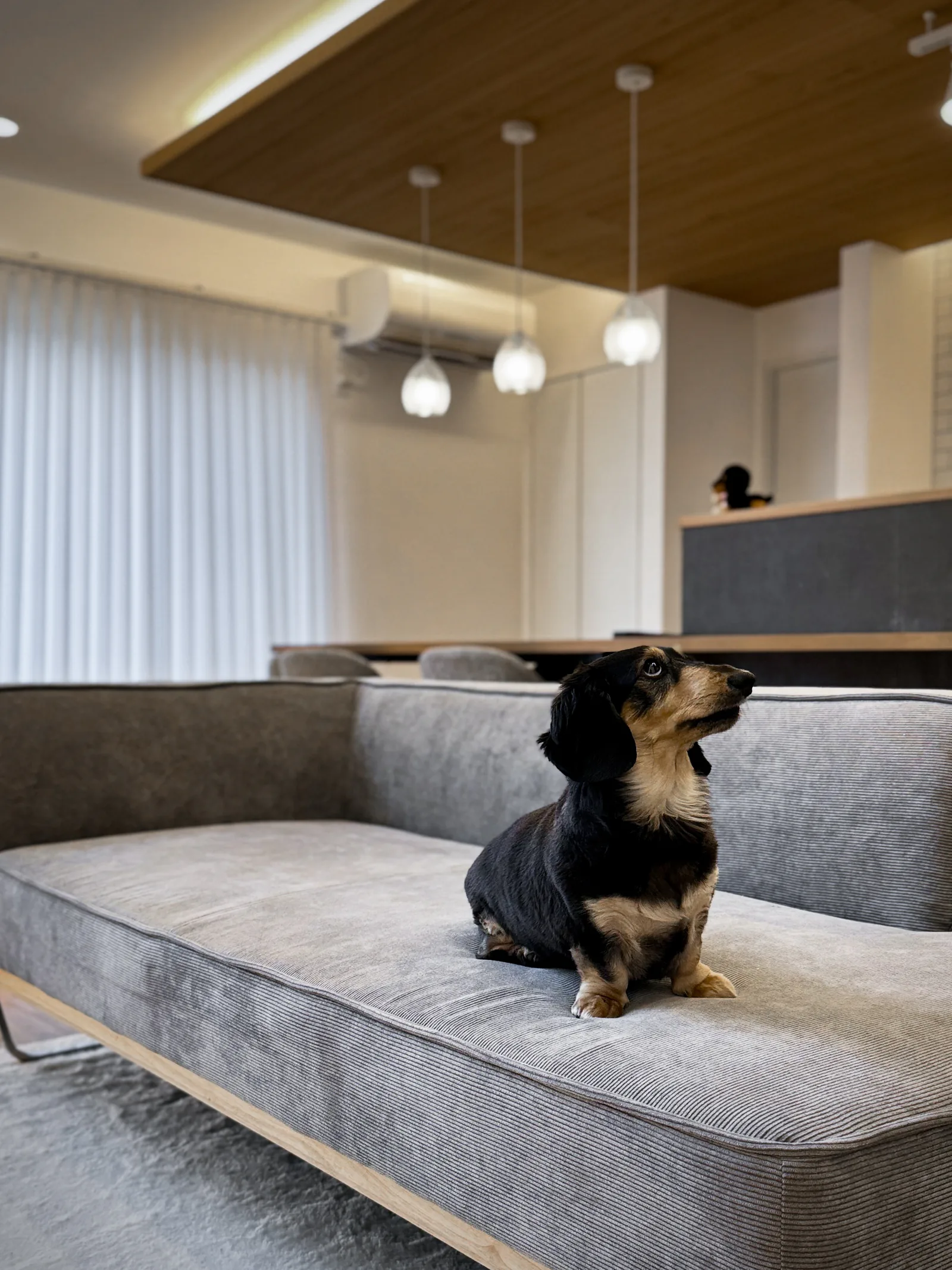 愛犬と暮らす開放と奥行きの平屋のこだわり 2