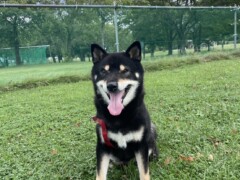 実家で飼っている柴犬ちゃん